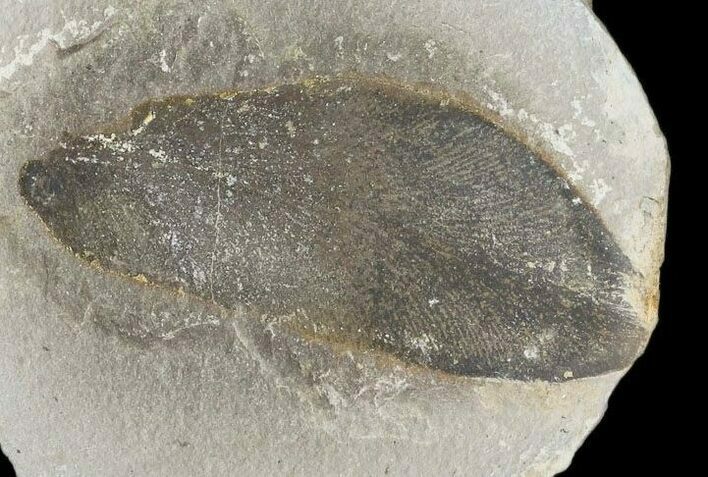 Fossil Neuropteris Seed Fern (Pos/Neg) - Mazon Creek #89945